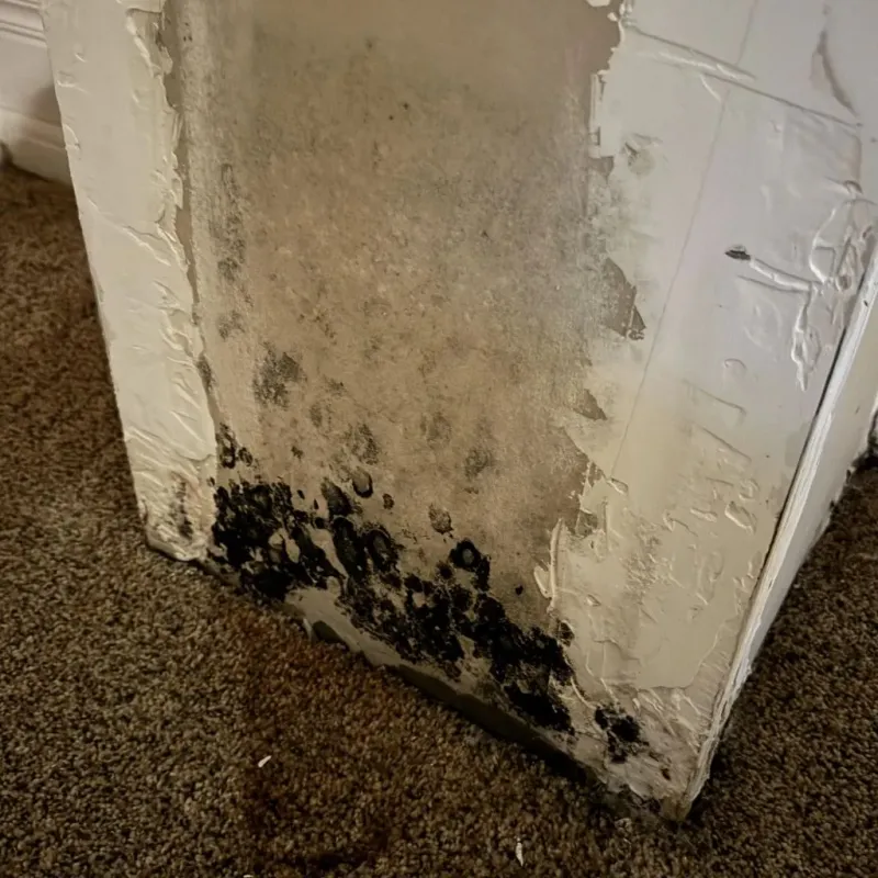 Professional Mold Removal in Fresno County, CA